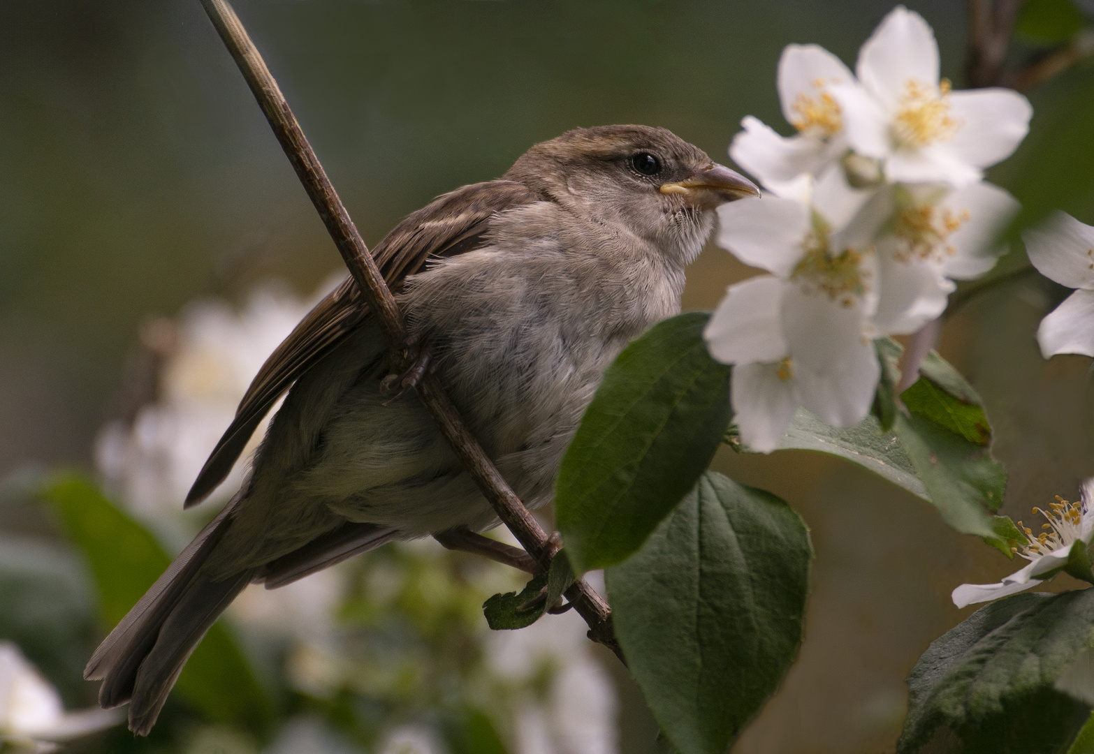 Piaf au printemps (Passer domesticus, moineau domestique - femelle)