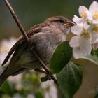 Piaf au printemps (Passer domesticus, moineau domestique - femelle)