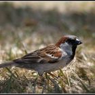 Piaf de Nouvelle-Calédonie - Spatz von Neukaledonien