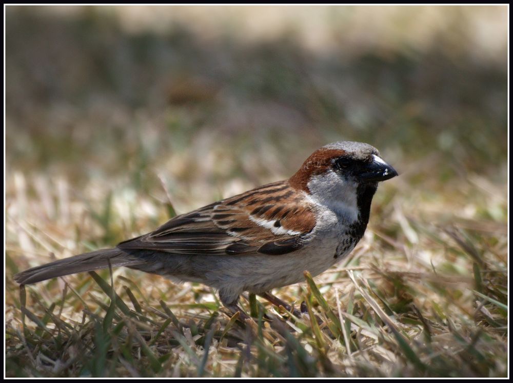 Piaf de Nouvelle-Calédonie - Spatz von Neukaledonien