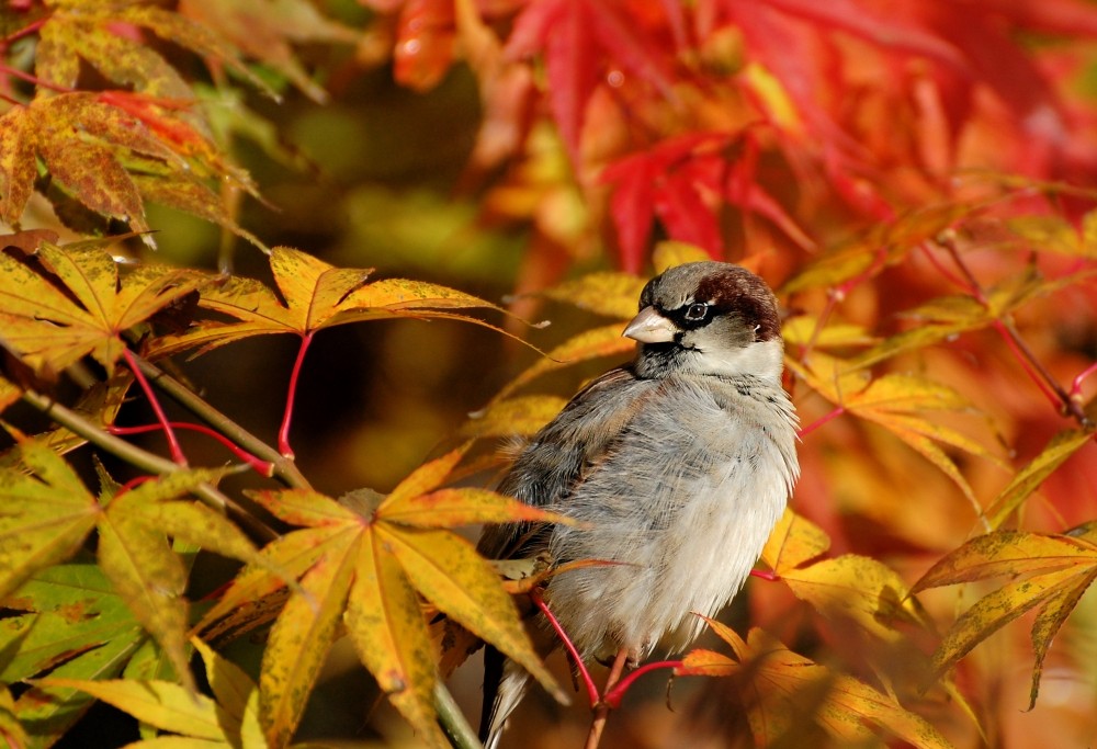 Piaf en automne