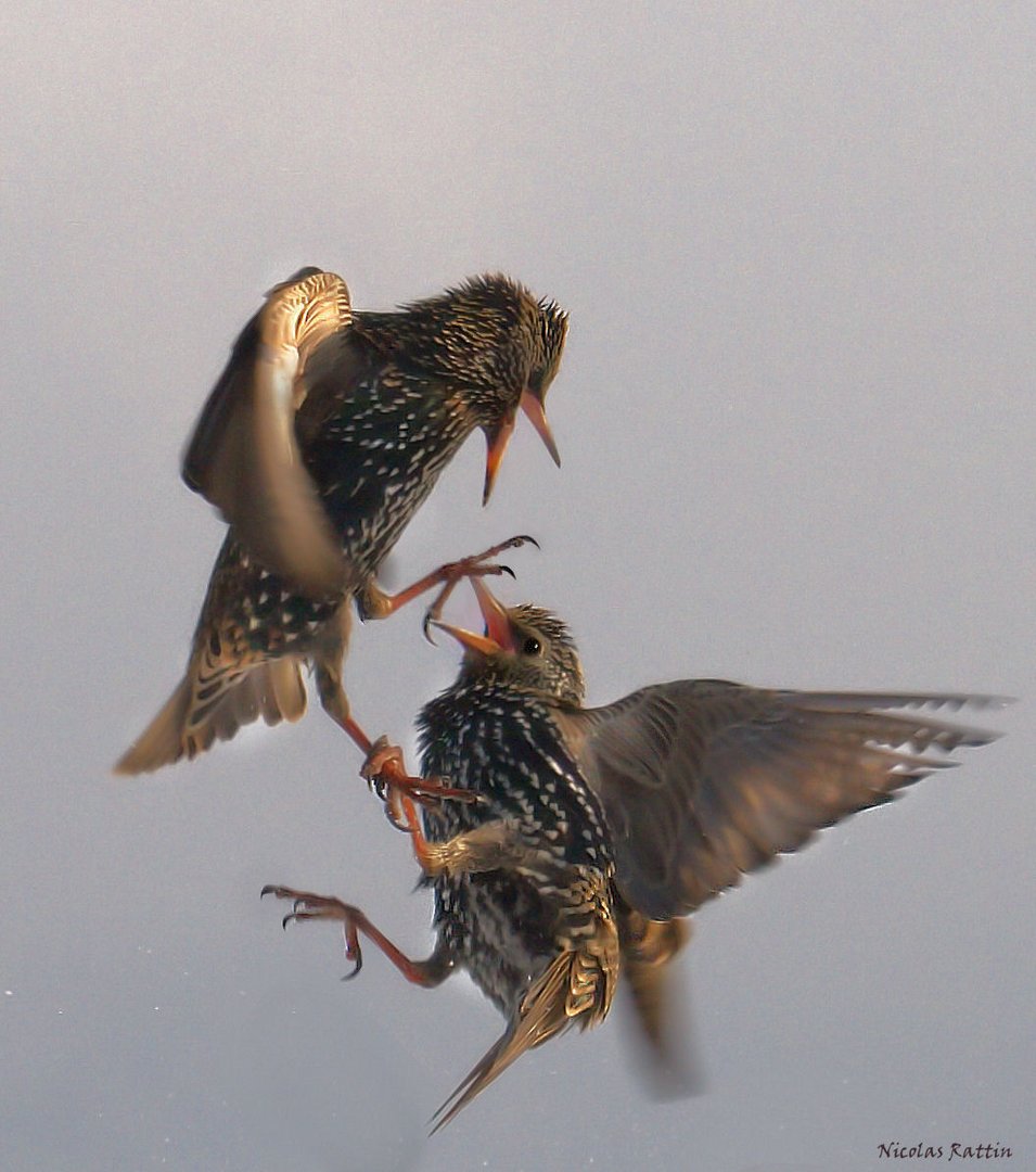 " Piafs en colère "