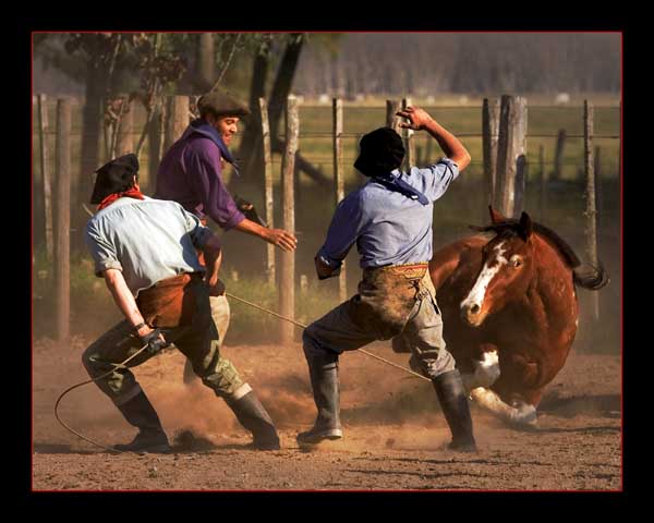 Pialando en el corral