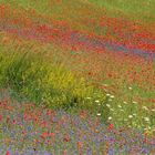 Piana di Castelluccio di Norcia 