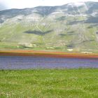 PIANA DI CASTELLUCCIO, FIORITURA