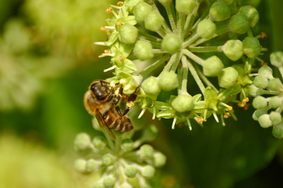 Pianeta Polline