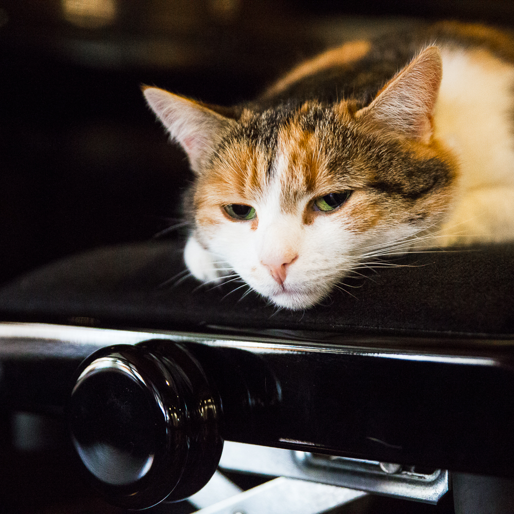 Piano Cat