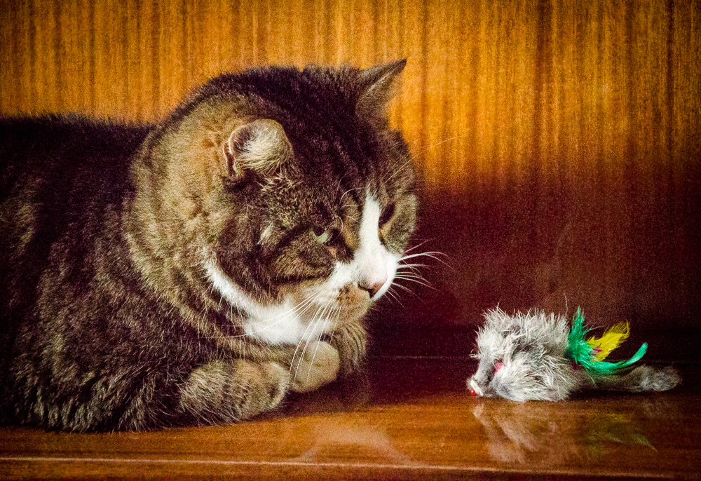 Pianocat and Mouse