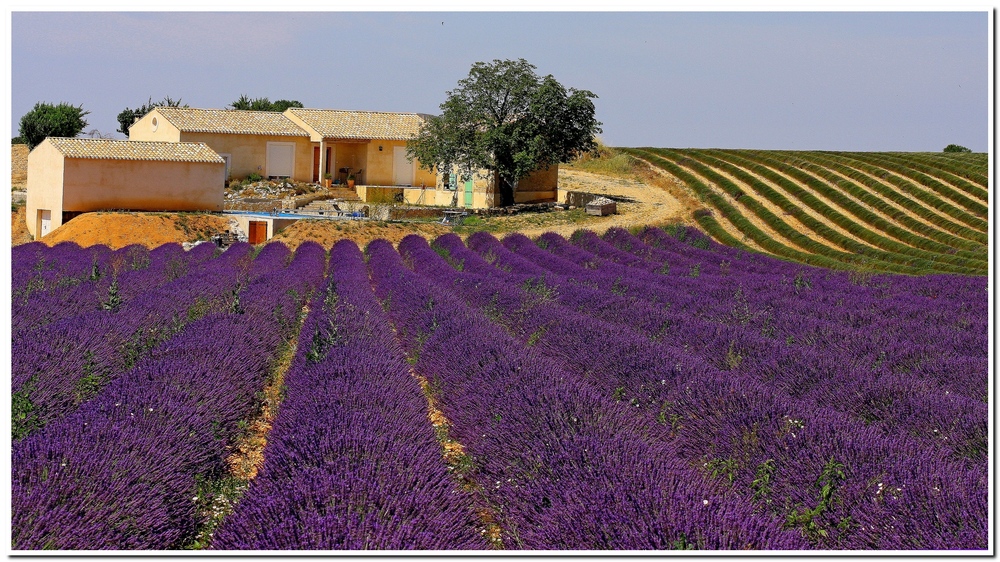 Pianoro di Valensole!