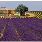 Pianoro di Valensole!