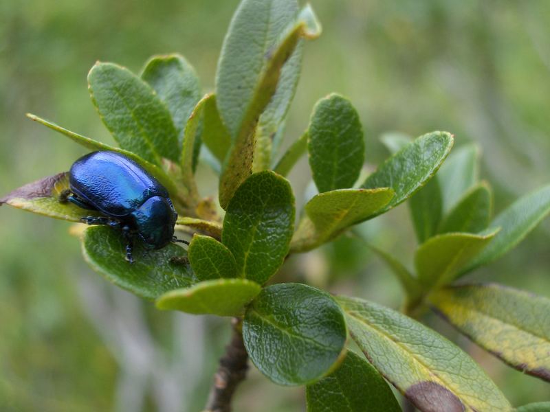 pianta di mirtilli - particolare