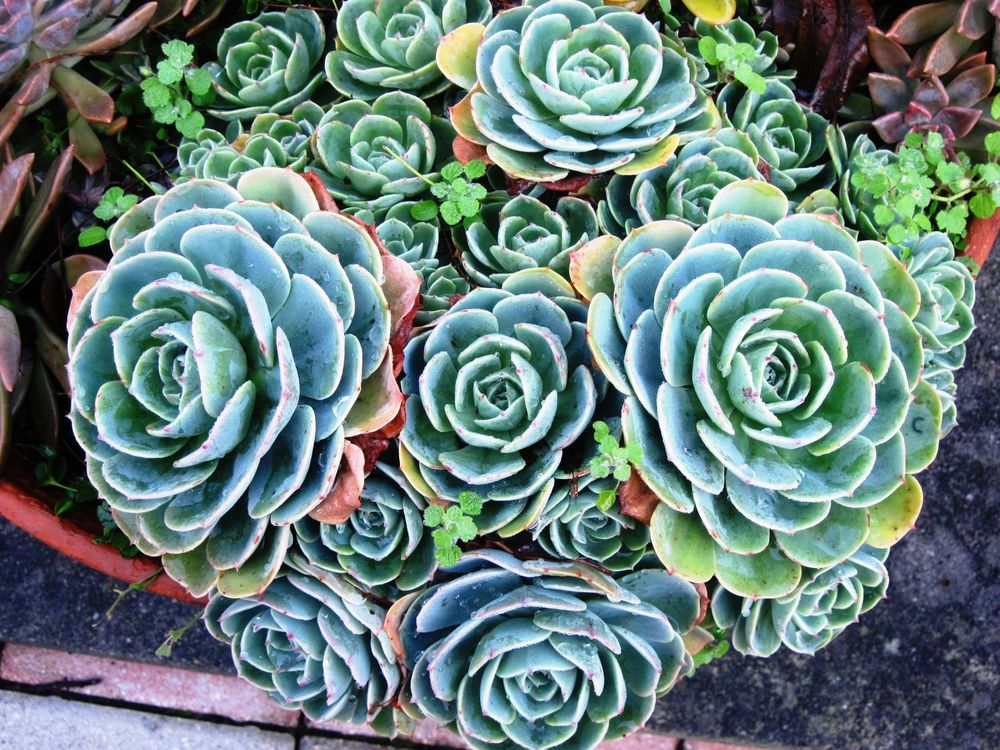 Pianta grassa Foto Immagini piante, fiori e funghi, piante, natura