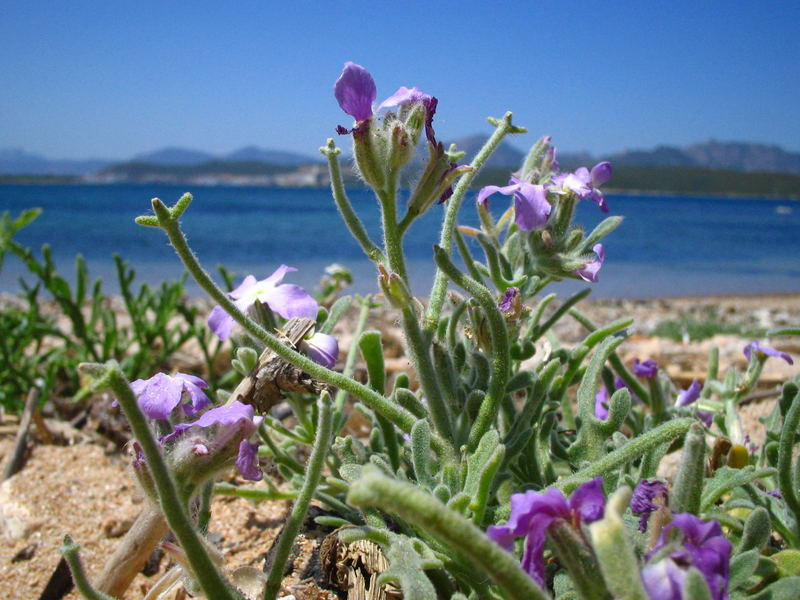 Pianta grassa sulla spiaggia