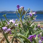 Pianta grassa sulla spiaggia