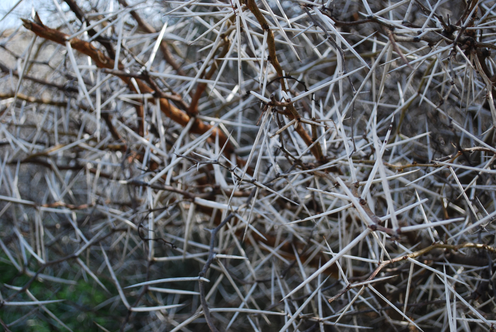 pianta spinosa