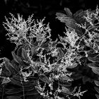 Piante nel torrente Froda