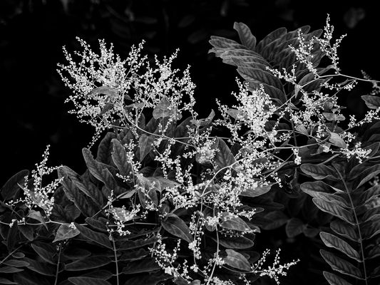 Piante nel torrente Froda