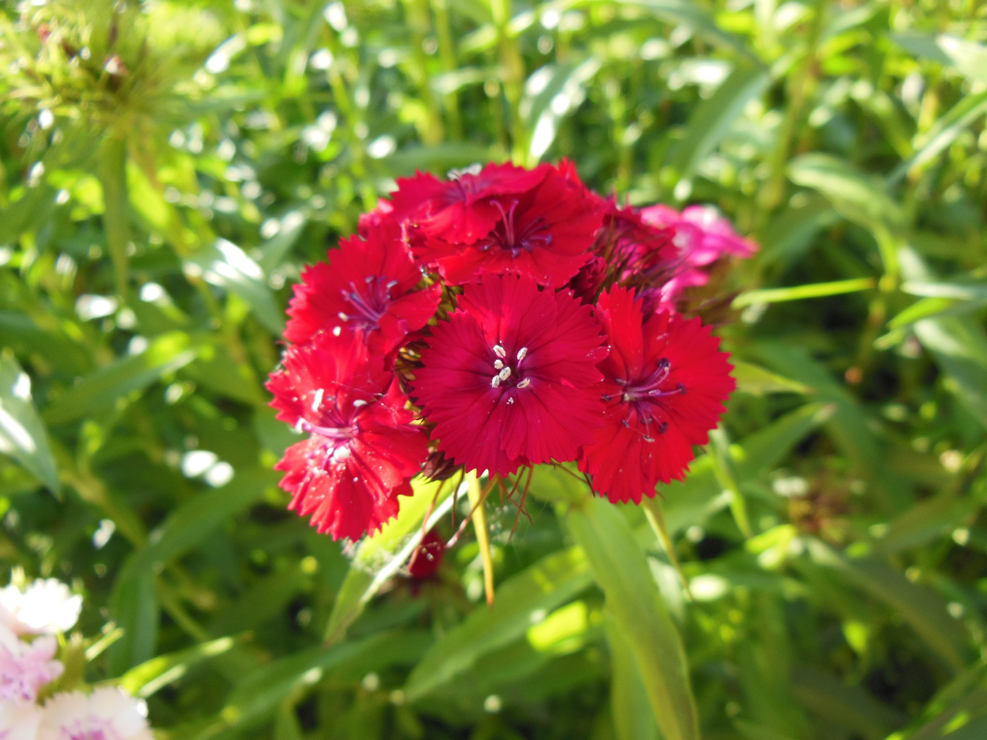 piante rosse