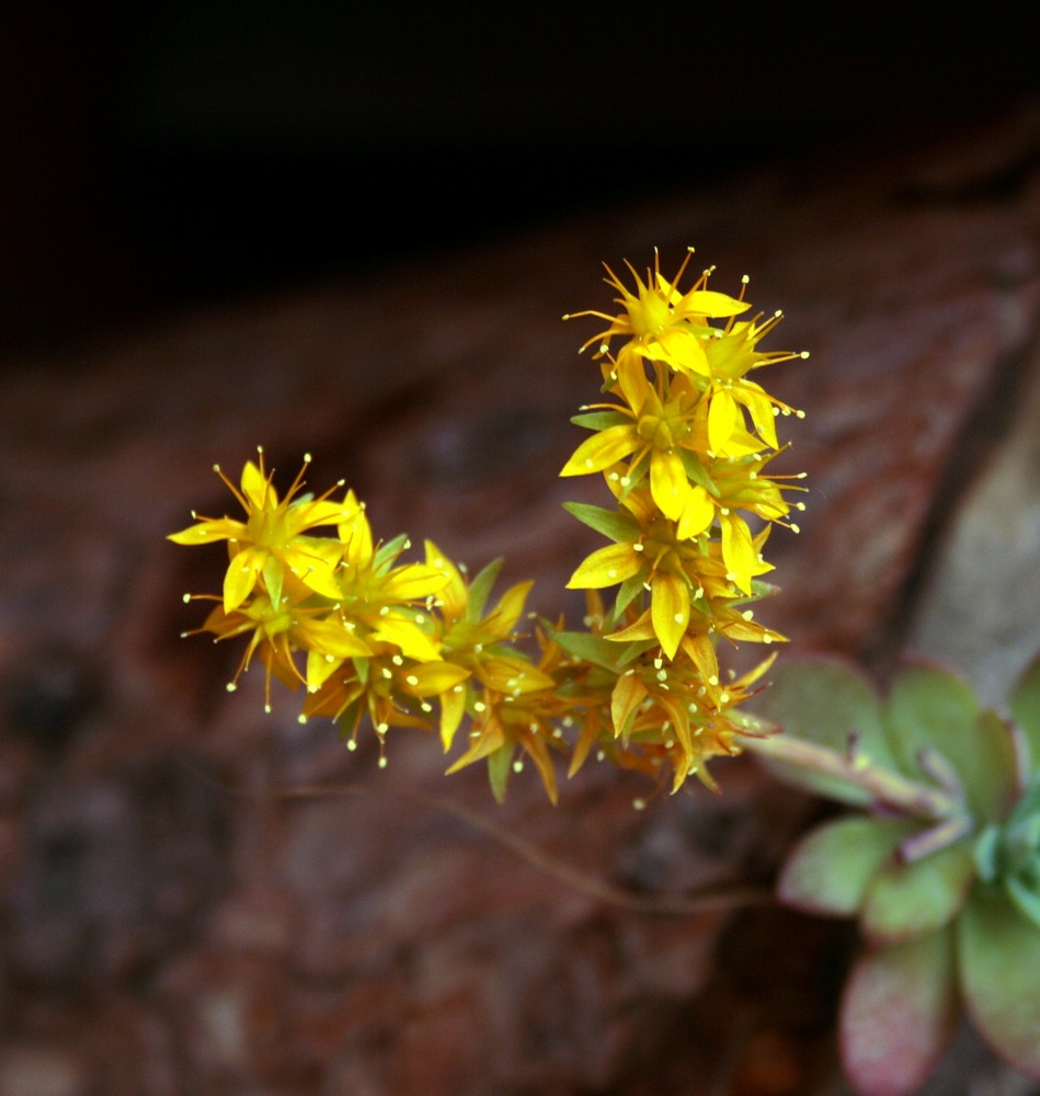 Piantina fiorita