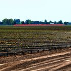 PIANURA PADANA PRIMAVERILE