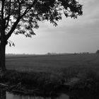 Pianura piemontese - L'albero de la sgnepa