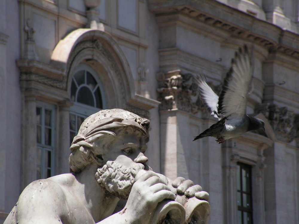 Piazza Navona mit Taube