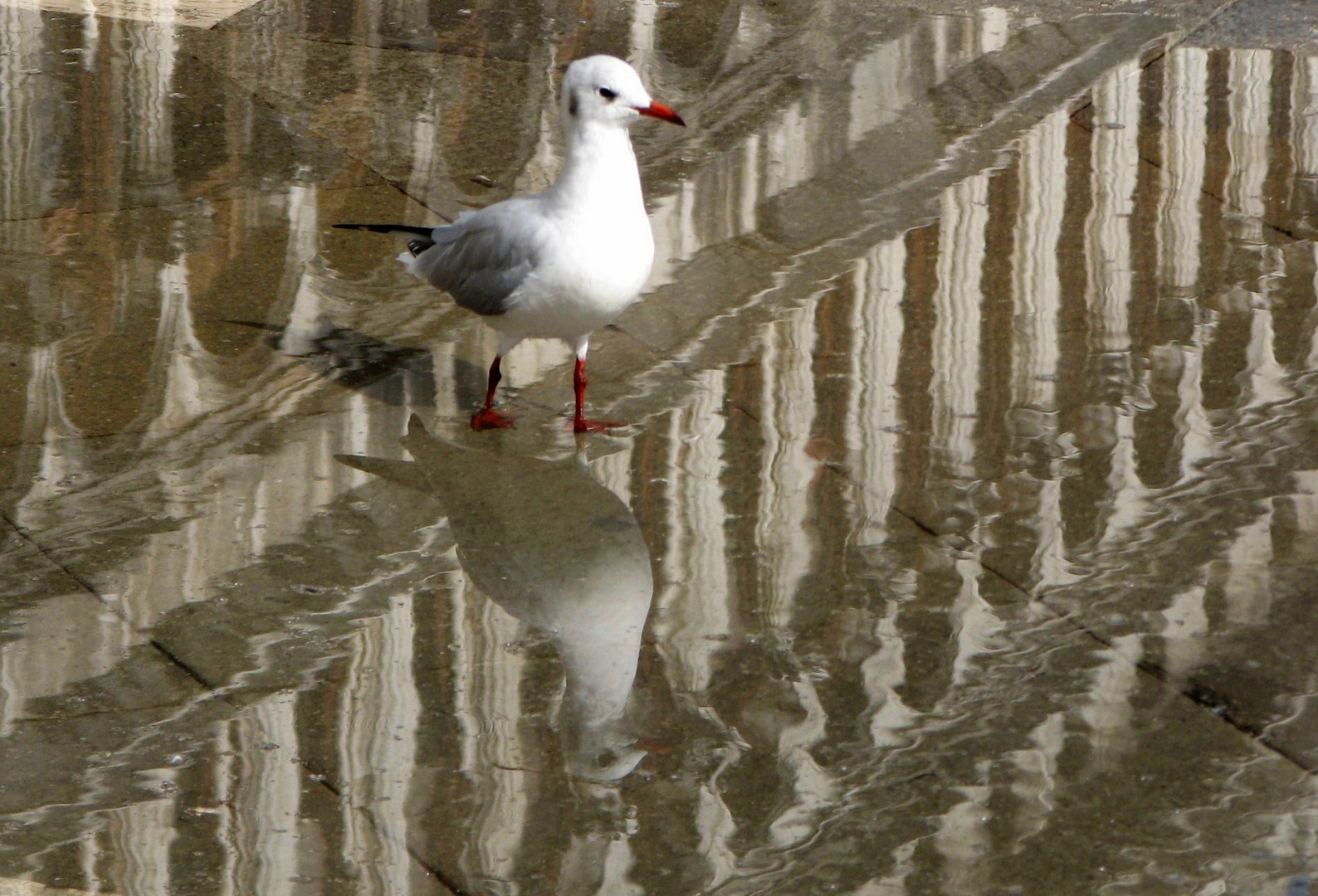 Piazza San Marco