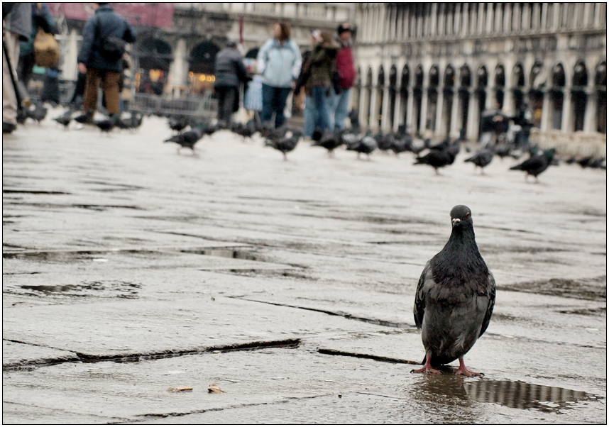 Piazza San Marco