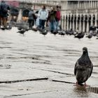 Piazza San Marco