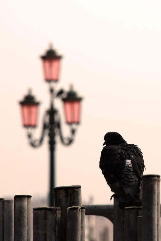 Piazza San Marco