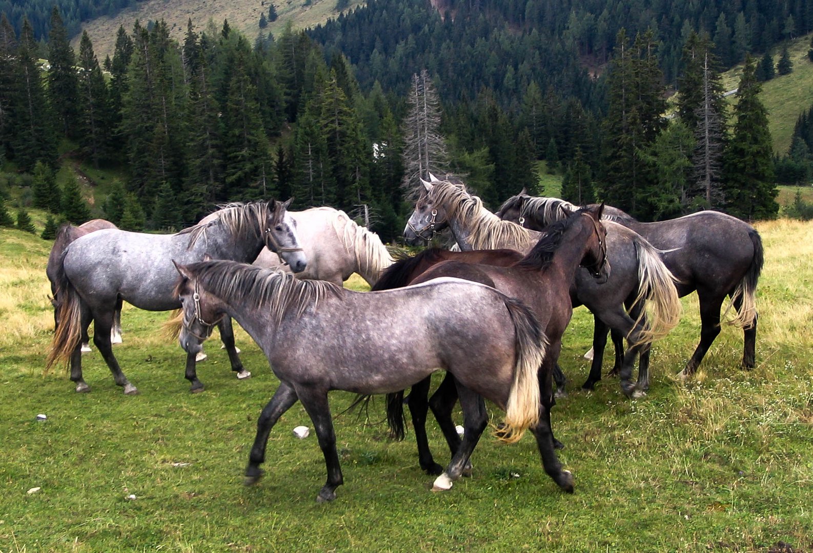 Piber Lipizzaner Junghengsherde