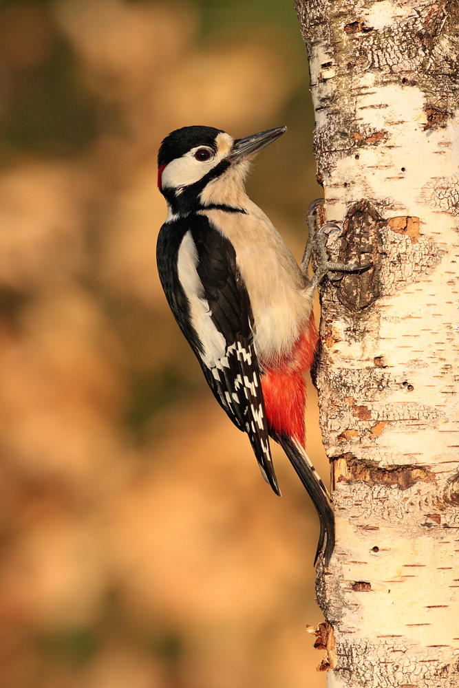 Pic Epeiche Photo Et Image Animaux Animaux Sauvages