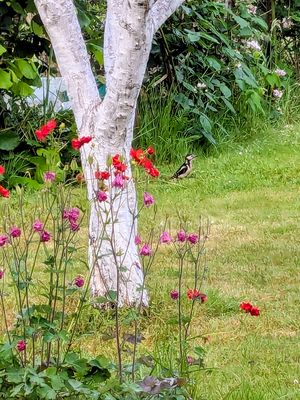 Pic Epeiche au jardin tout frais dès le matin