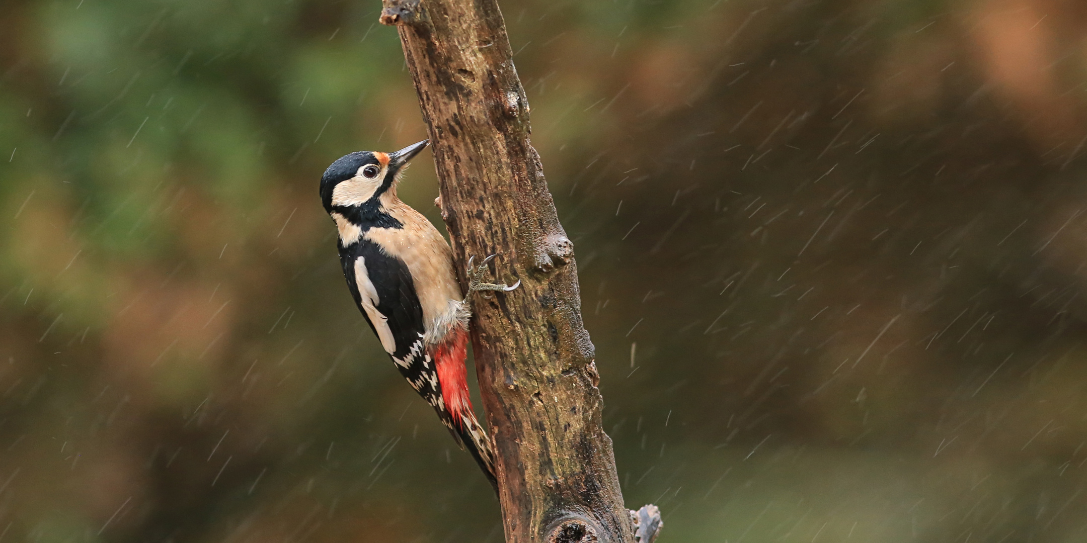 Pic épeiche femelle...dans le vent et sous la pluie.