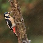 Pic épeiche femelle...dans le vent et sous la pluie.