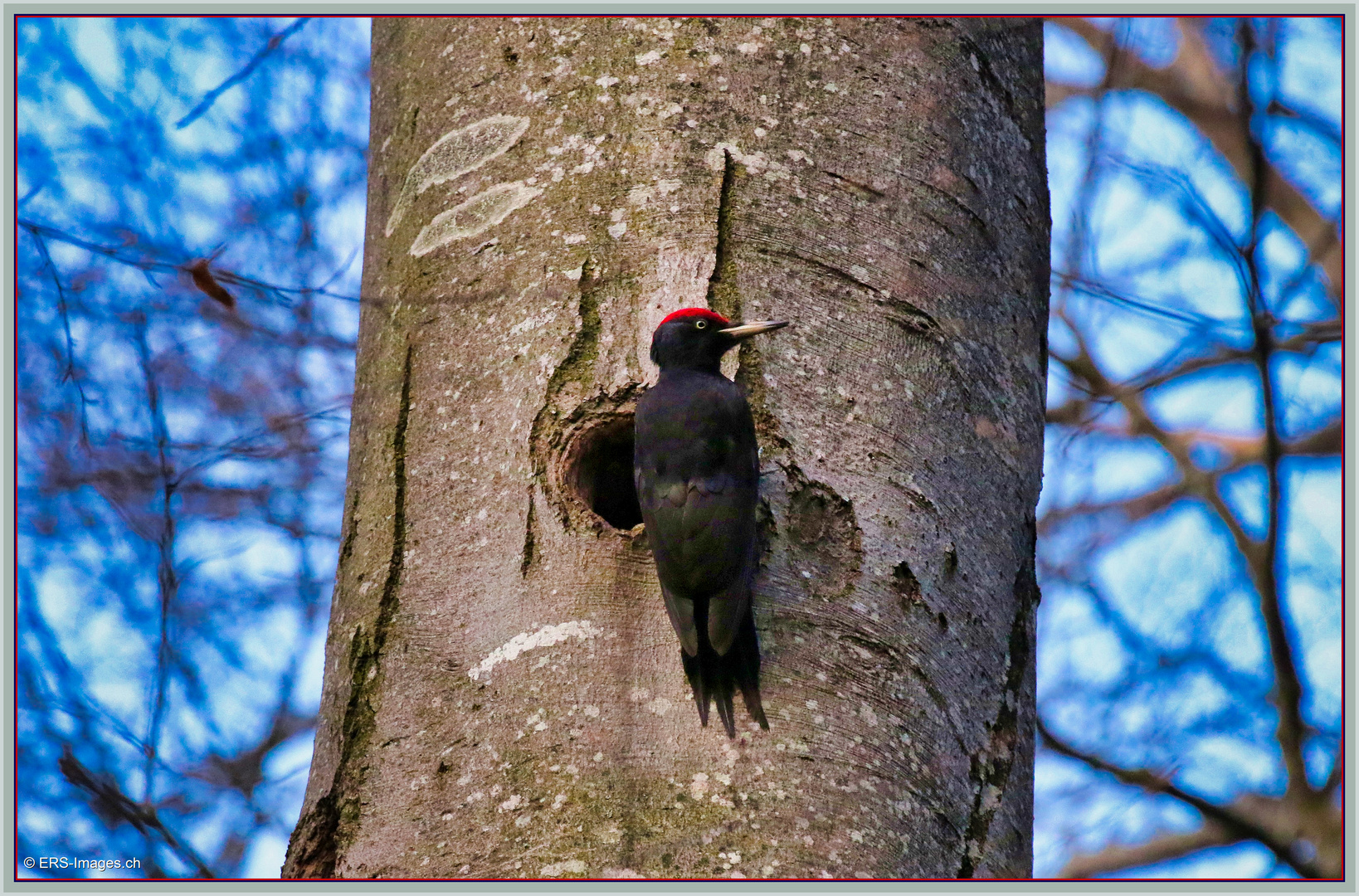 Pic noir _  Picchio nero 2020-02-18 091 Black Woodpecker ©