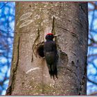 Pic noir _  Picchio nero 2020-02-18 091 Black Woodpecker ©