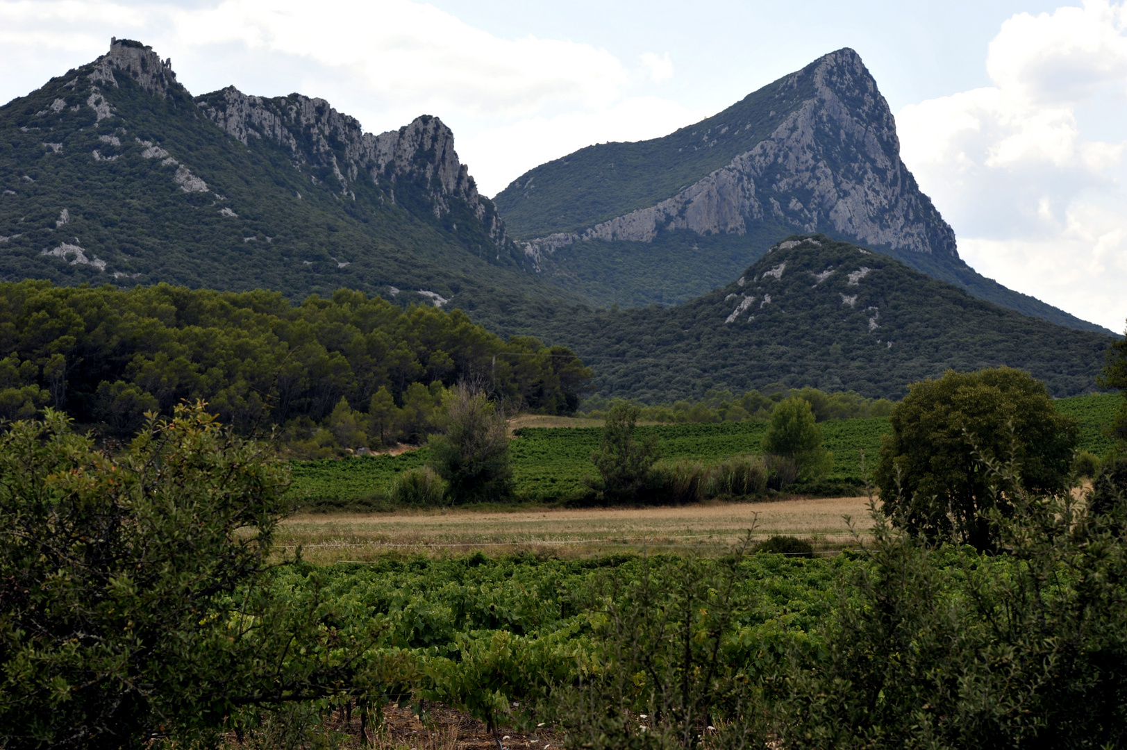 Pic Saint-loup proche de Montpellier