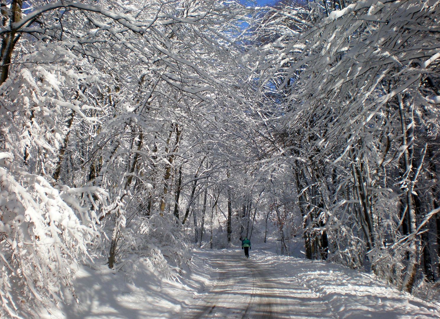 Pic-vert sous la neige . . .