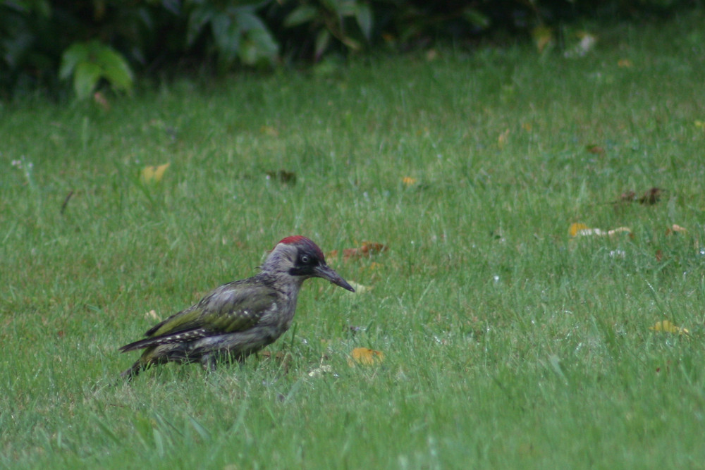 Pic vert sous la pluie