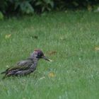 Pic vert sous la pluie