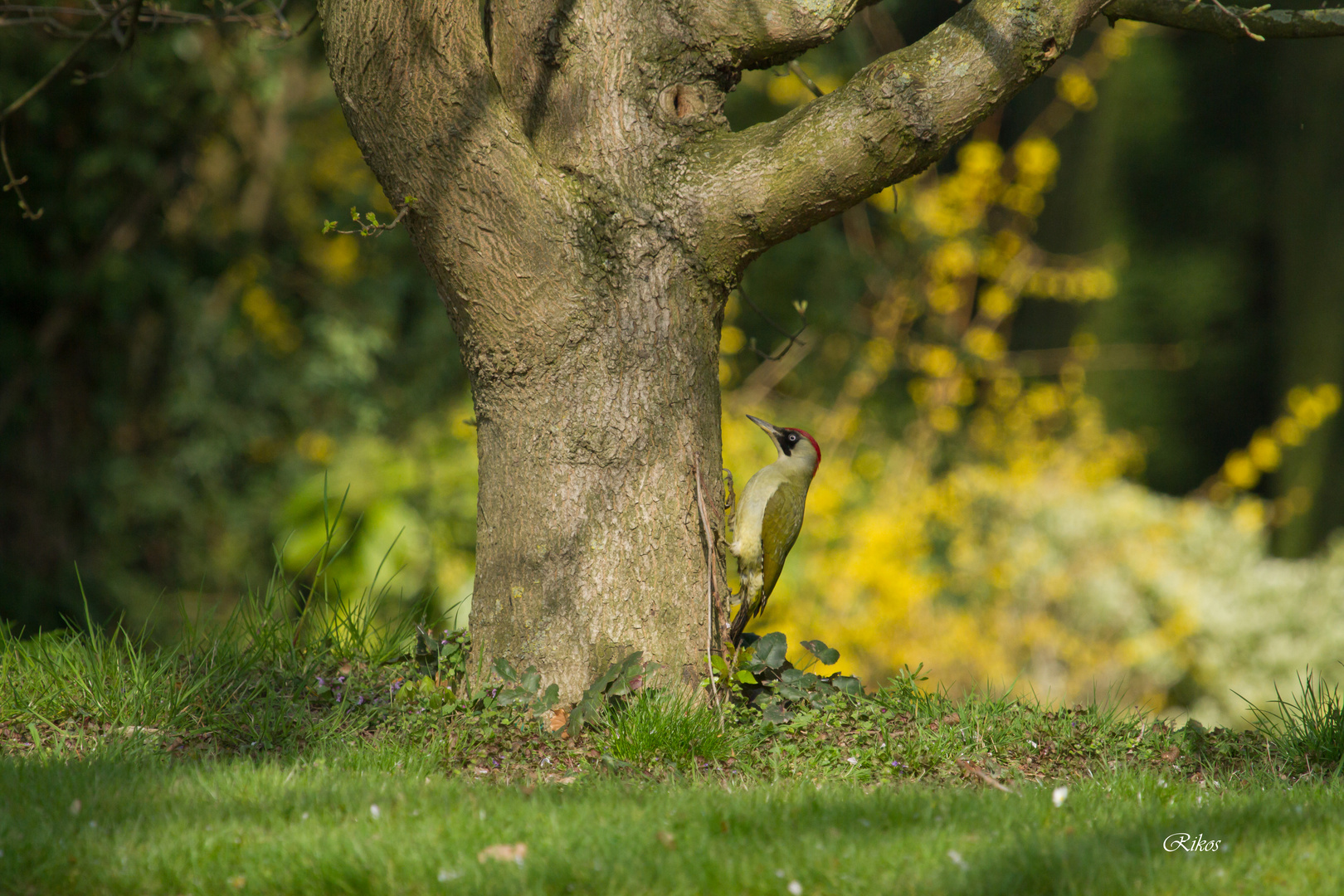 Pic vert sur son arbre