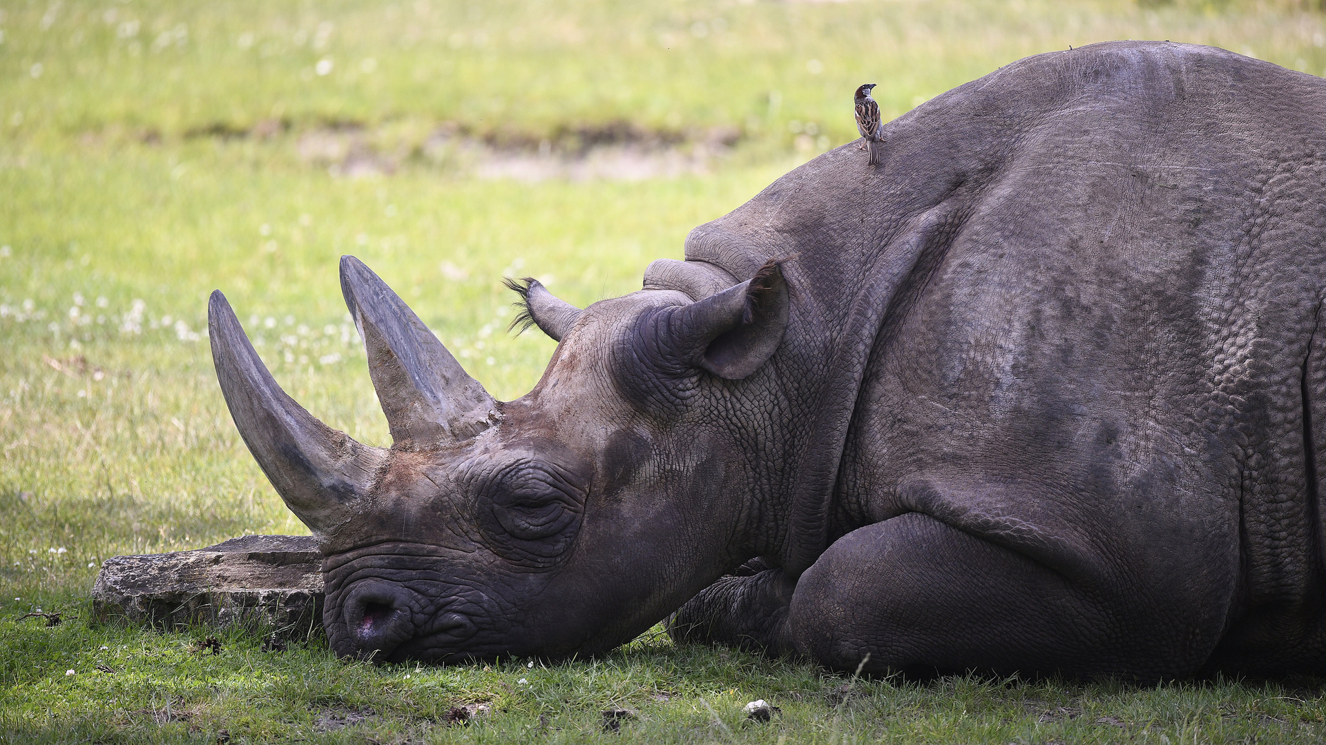 PIC_210620_Leipziger Zoo_Nashorn_01neu