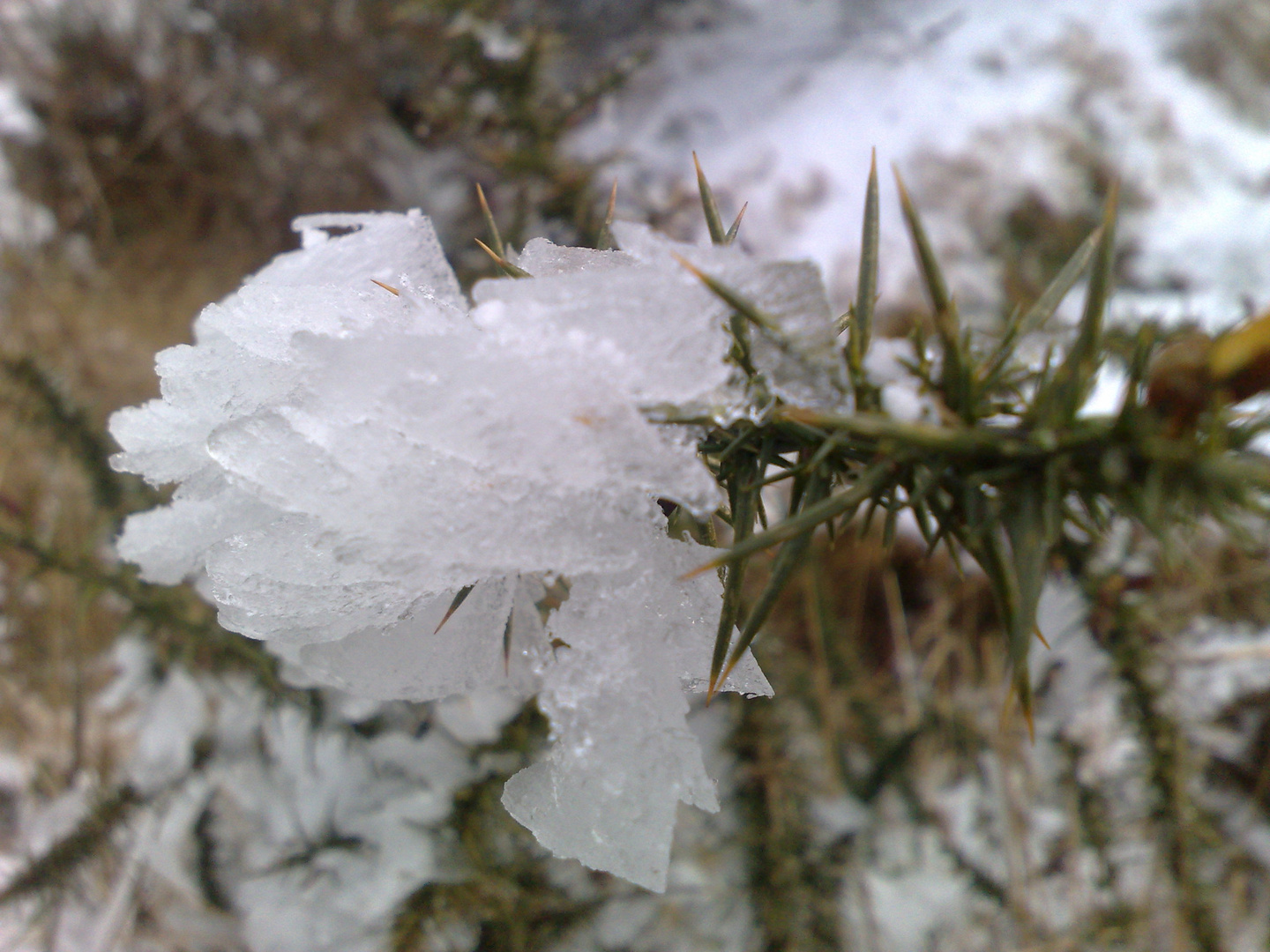 pica la nieve