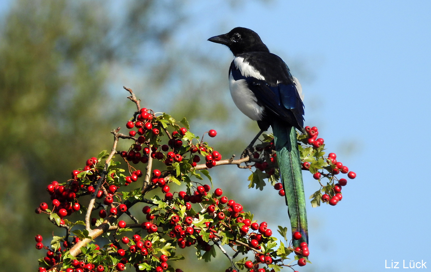 Pica pica Foto & Bild tiere, wildlife, wild lebende vögel Bilder auf