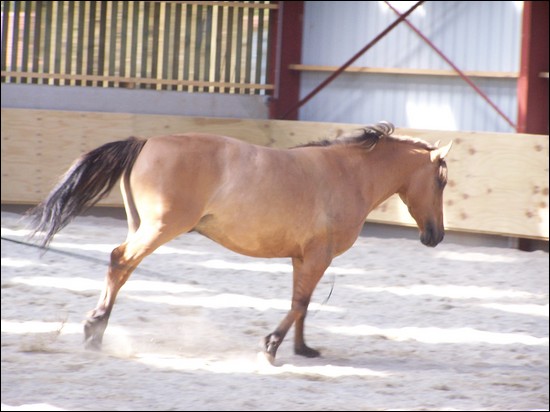 Picador, galop