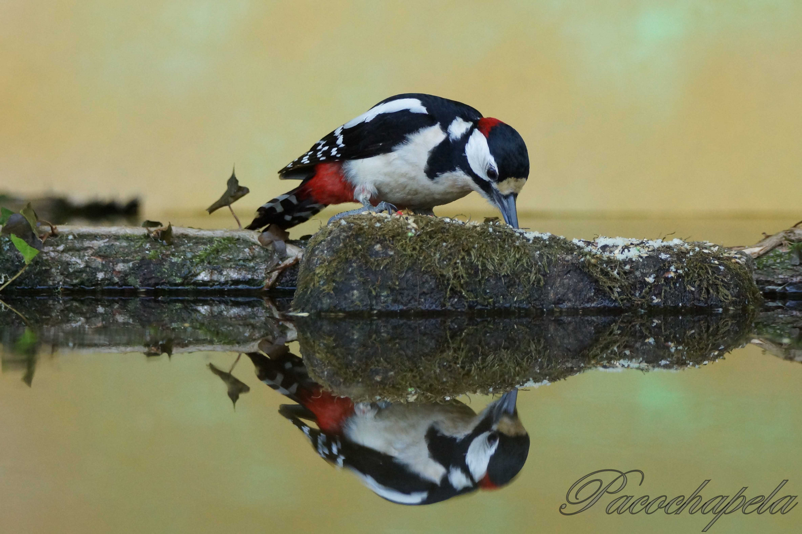 Picapinos con reflejo