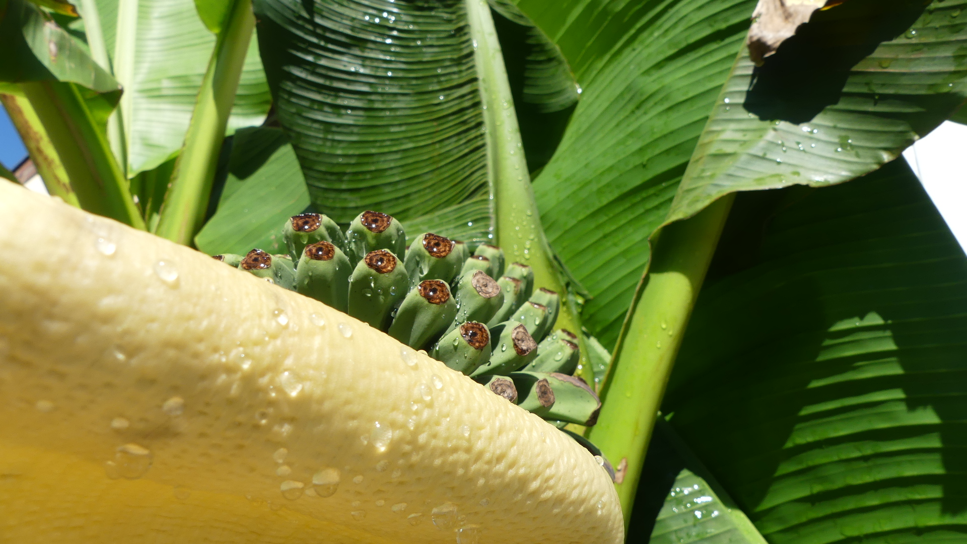 Picardie Bananes