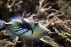 Picasso Drückerfisch