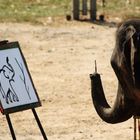 Picasso reincarnated as an elephant???